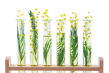 Branch of a blossoming mimosa in a laboratory glass, test tubes on white