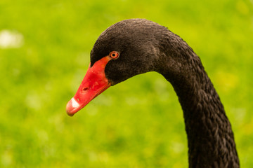 Black swan with red beak