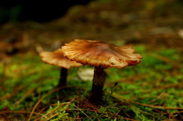 Wild Fungi