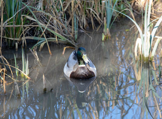 Mallard duck in reeds