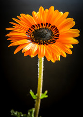 flower isolated on black background