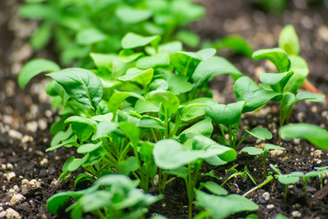 Fresh spring seedlings in garden