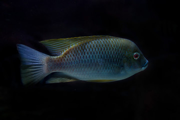 Fototapeta premium Cameroon tilapia (Oreochromis camerunensis).