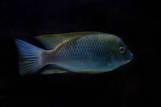 Cameroon tilapia (Oreochromis camerunensis).