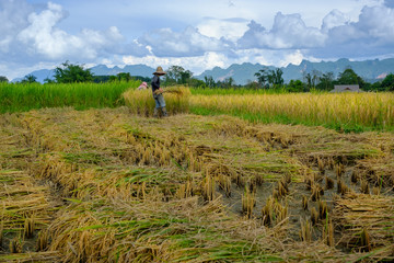 Un couple récolte du riz, Chiang Dao, Thaïlande.