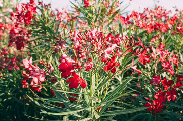 Obraz premium A group of red flowers in nature. Summer. The national flower of the Netherlands, Turkey and Hungary.