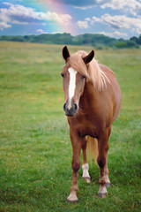 Naklejka na ściany i meble Beautiful horse in the field.