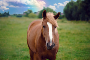 Fototapeta na wymiar Beautiful horse in the field.