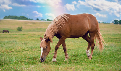 Naklejka na ściany i meble Beautiful horse is eating grass in the field.