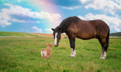 Naklejka na ściany i meble Horse and border collie dog are friends