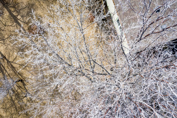 trees covered by frost aerial overhead view