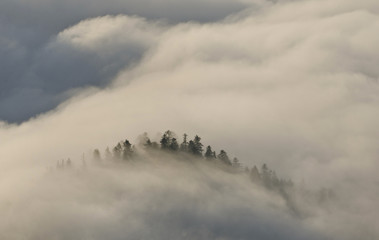 Misty morning in mountains, fog and trees, Pieniny, Poland
