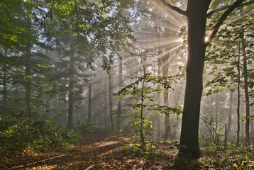 Sunny path in forest, fog, spring, landscape, Pieniny, Poland