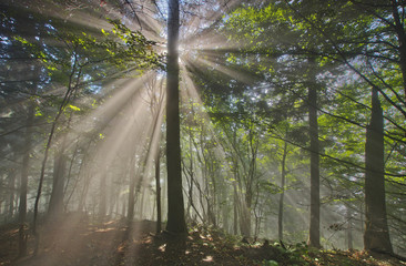 Fototapeta na wymiar Rays of sun in forest, spring landscape, Pieniny National Park, Poland