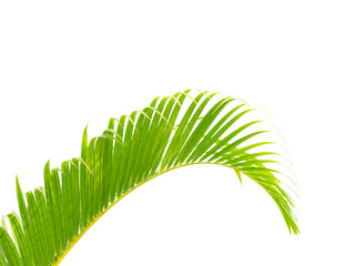 Palm leaf isolated on white background