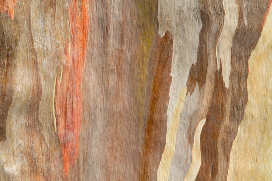 Colorful abstract pattern from Eucalyptus tree bark