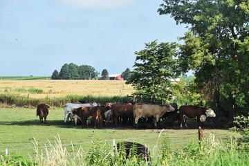 Cows under Shade Tree