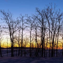 Early winter morning silhouette of leafless trees with colorful background sky.