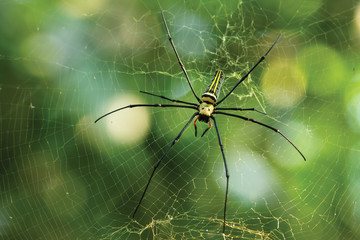 spider on a web