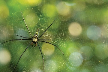 spider on a web