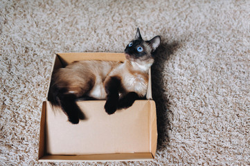 Playful cat. The kitten sits in a cardboard box. Siamese breed. Concept of loneliness, homeless,...