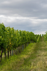 Landscape with green vineyards and Mountains at background 