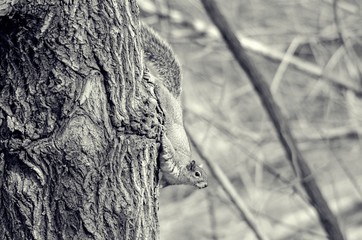 Obraz premium Squirrel on tree with black and white filter