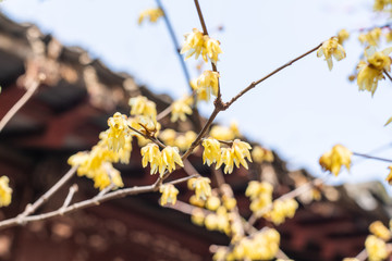 Spring blooming plum