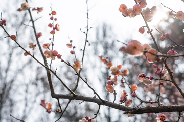 Spring blooming plum