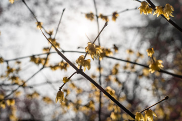 Spring blooming plum