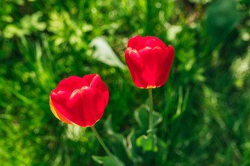 Two red tulips on green background. Selective focus macro shot with shallow DOF