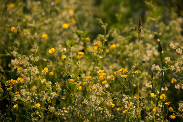 Dandelion about to bloom near a lake