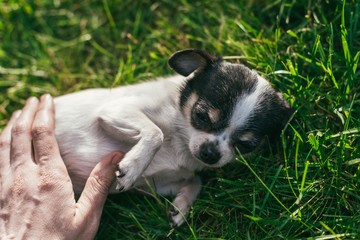 man's hand is holding a cute little Chihuahua dog by the stomach lying on a green lawn