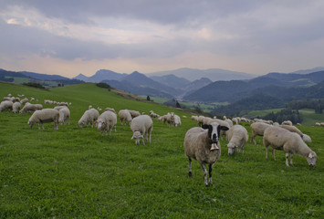 Fototapeta premium Sheep in the mountains