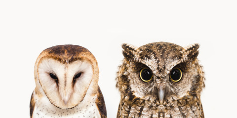 The most common owl species in the world. High resolution photo of an owl.