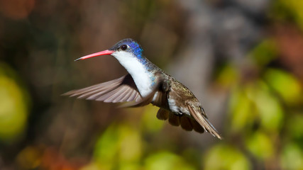 Colibrí volando © Jorge