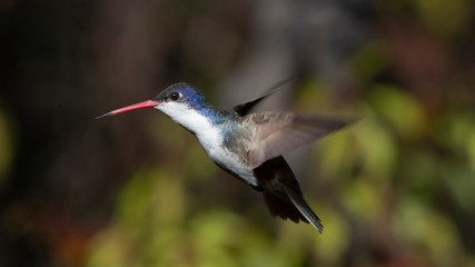 Colibrí volando © Jorge