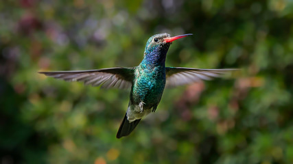 Colibrí volando