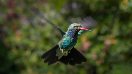 Colibrí volando © Jorge
