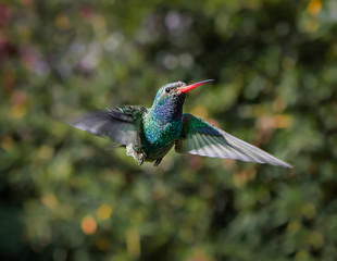 Colibrí volando