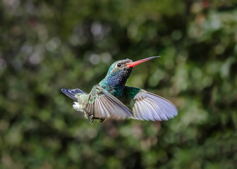 Colibrí volando