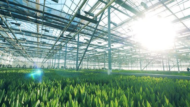 Modern greenhouse with growing tulips in it. Flower growing in greenhouse.