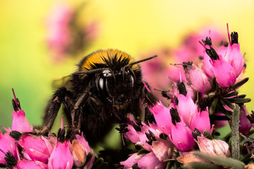Focus Stacking - Buff-tailed Bumblebee, Bumblebee, Bombus terrestris