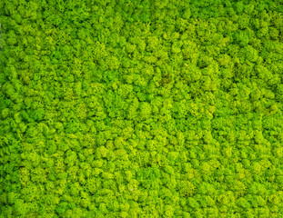 Background - a wall covered with green moss