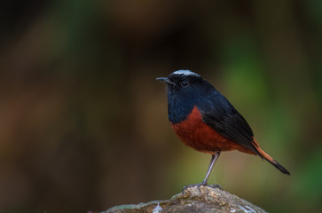  White-capped Water Redstart (River Chat) on stone on Doi Inthanon Chiang Mai, Thailand.