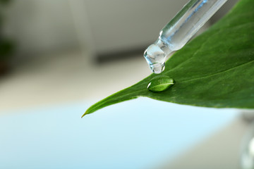 Clear liquid dropping from pipette on leaf against blurred background, closeup with space for text. Plant chemistry