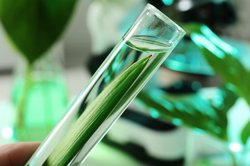 Lab assistant holding test tube with leaf on blurred background, closeup. Plant chemistry