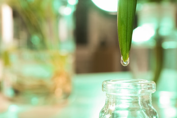 Clear drop falling from leaf into small bottle on blurred background, closeup with space for text. Plant chemistry