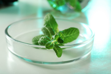 Petri dish with plant on table, closeup. Biological chemistry