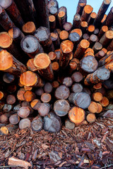 Lumber Pile